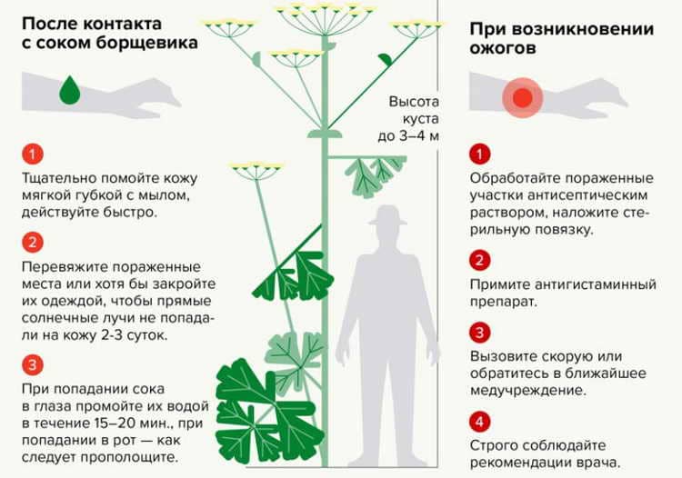 На фото описаны шаги после контакта с борщевиком